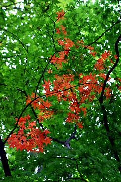 紅葉（井の頭公園2004-09-18）